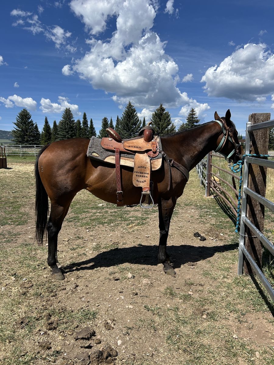 5 Yr old Athletic Mare