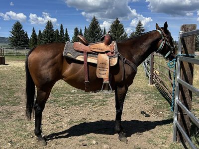 5 Yr old Athletic Mare