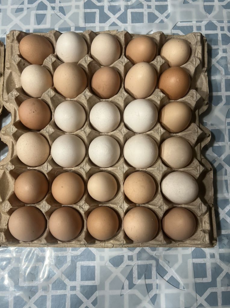 Organic Eggs