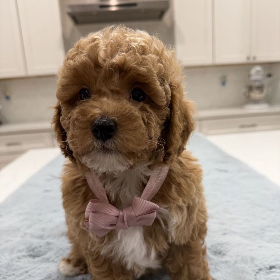 Mini Goldendoodles ready to go home this Weekend!