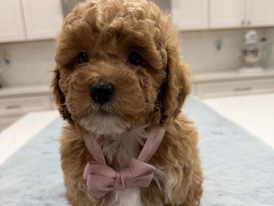 Mini Goldendoodles ready to go home this Weekend!