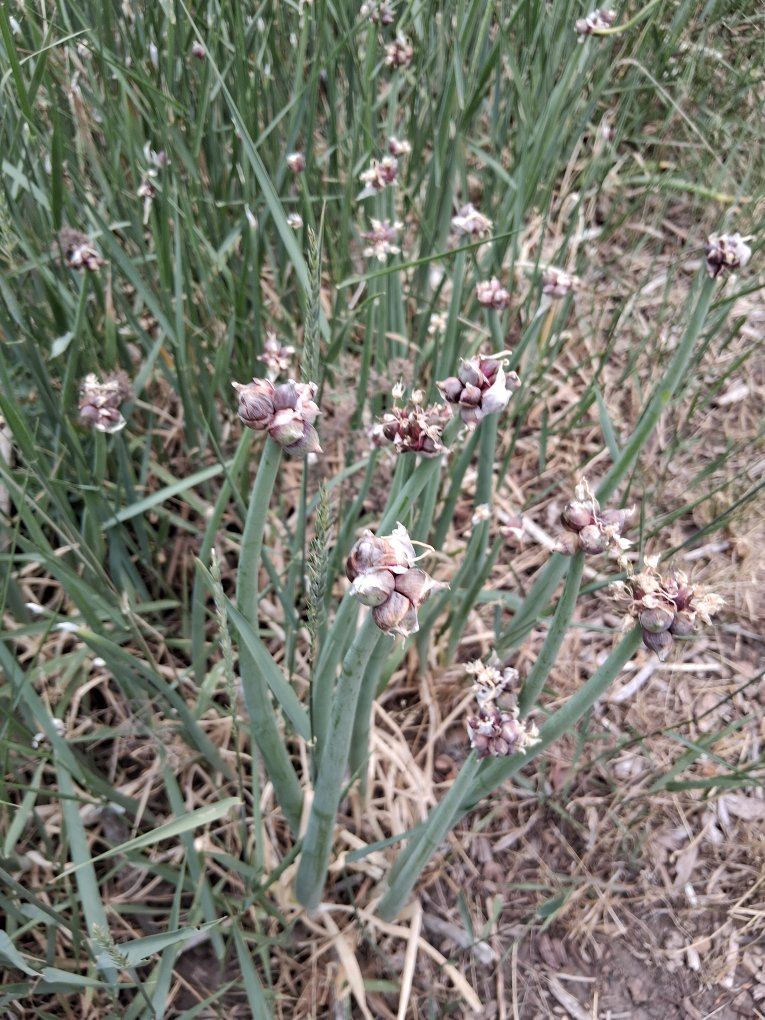 Organic Walking Onion / Egyptian Onion Bulbs - Perennial & Hardy, Easy to Grow