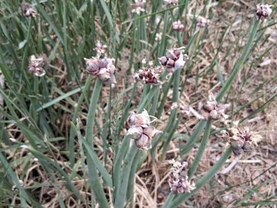 Organic Walking Onion / Egyptian Onion Bulbs - Perennial & Hardy, Easy to Grow