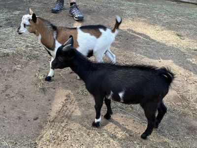 TWO WETHER GOATS