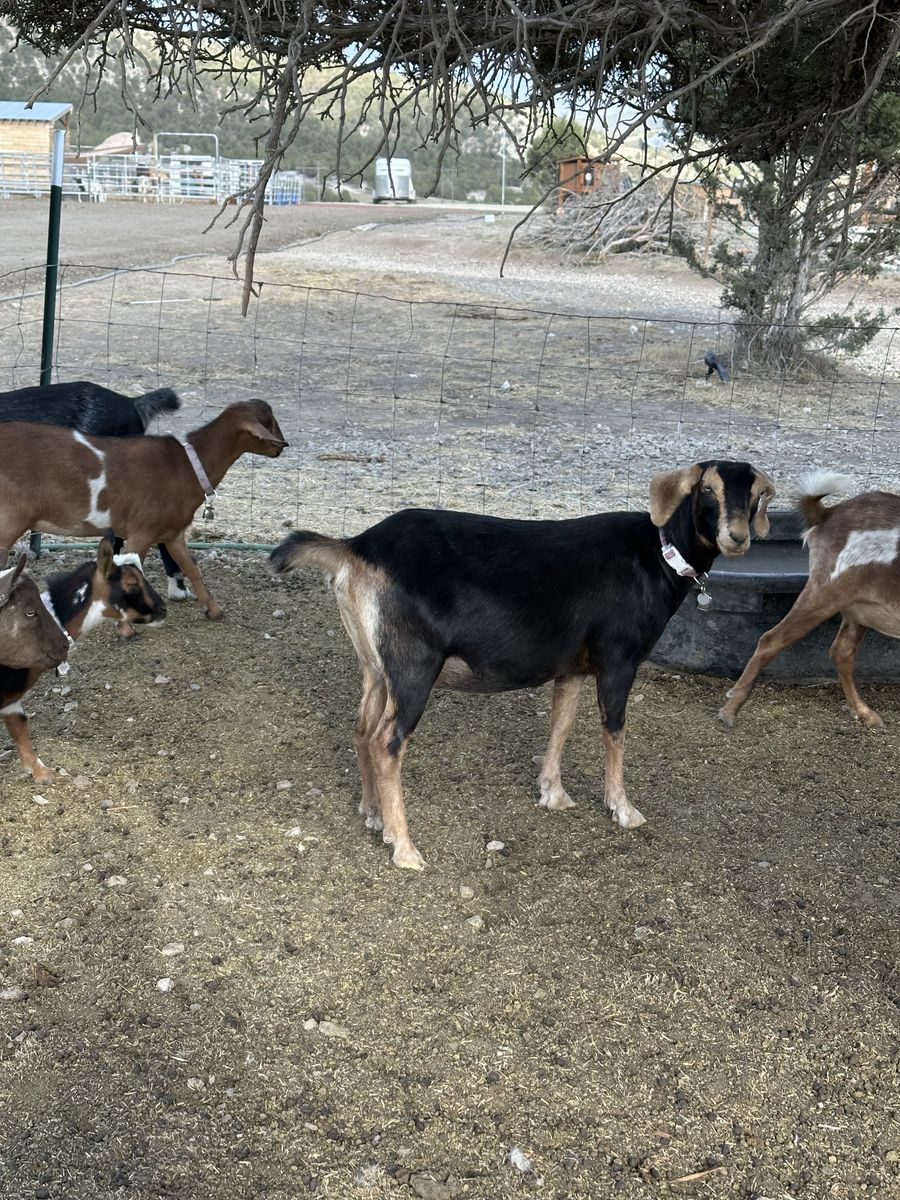 Nubian Goats