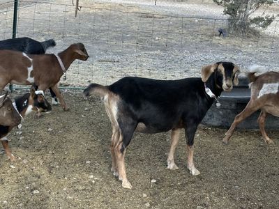 Nubian Goats