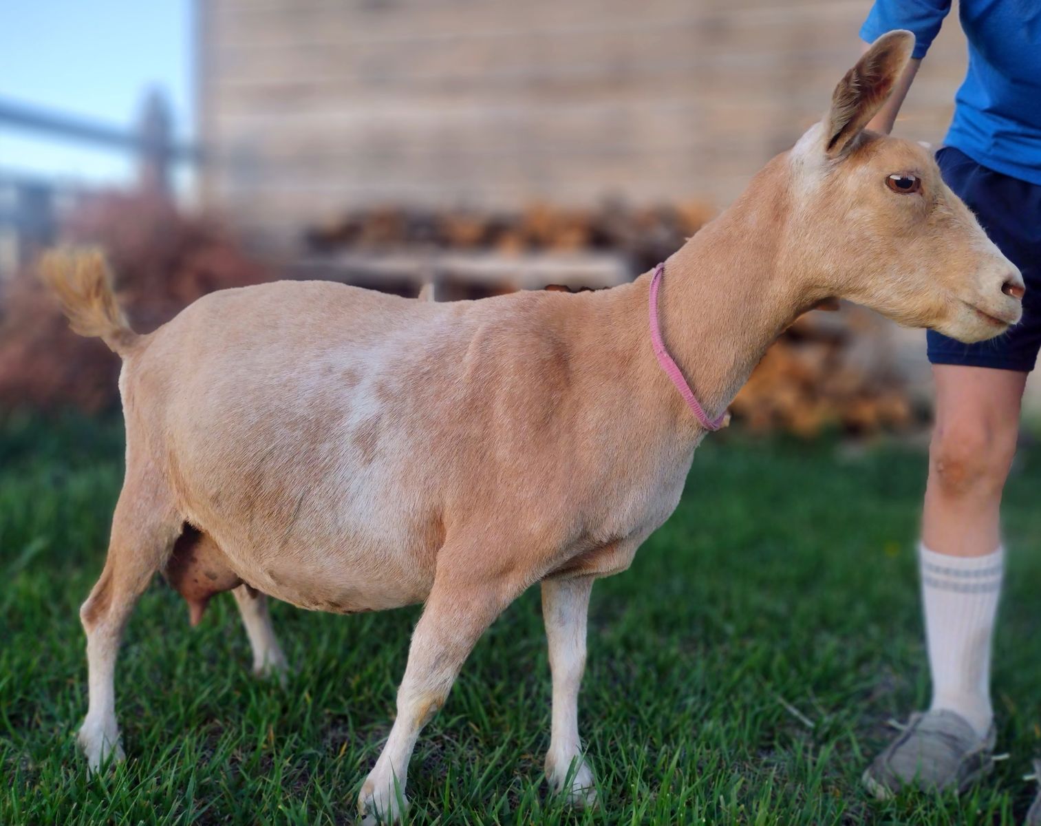 Registered Nigerian Dwarf doe in milk with two doelings