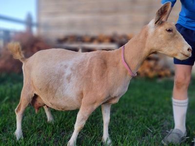Registered Nigerian Dwarf doe in milk with two doelings