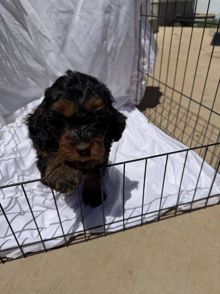 Adorable Tri-Color Cavapoo Puppy - Male, Hypoallergenic