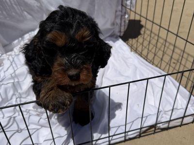 Adorable Tri-Color Cavapoo Puppy - Male, Hypoallergenic