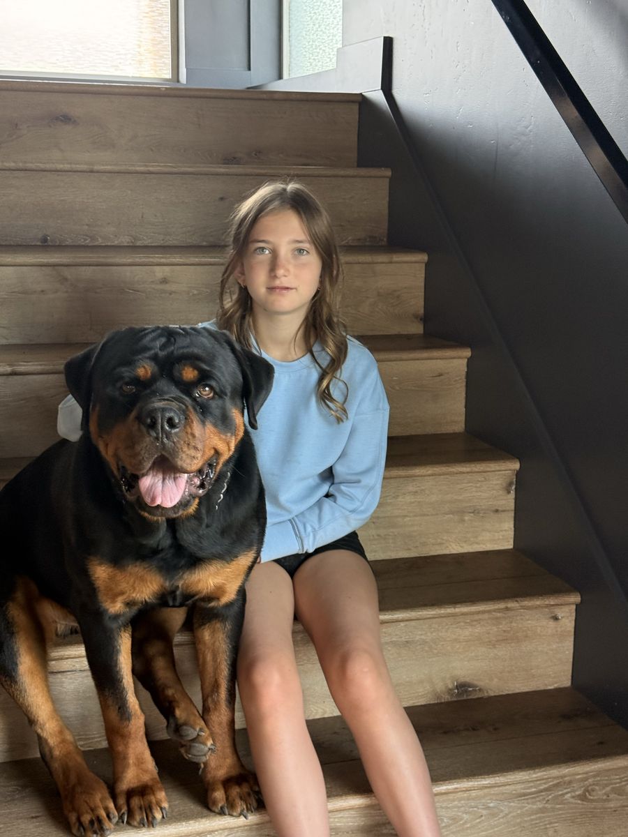 AKC German Rottweiler Male – Service Dog Prospect