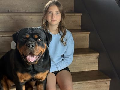 AKC German Rottweiler Male – Service Dog Prospect