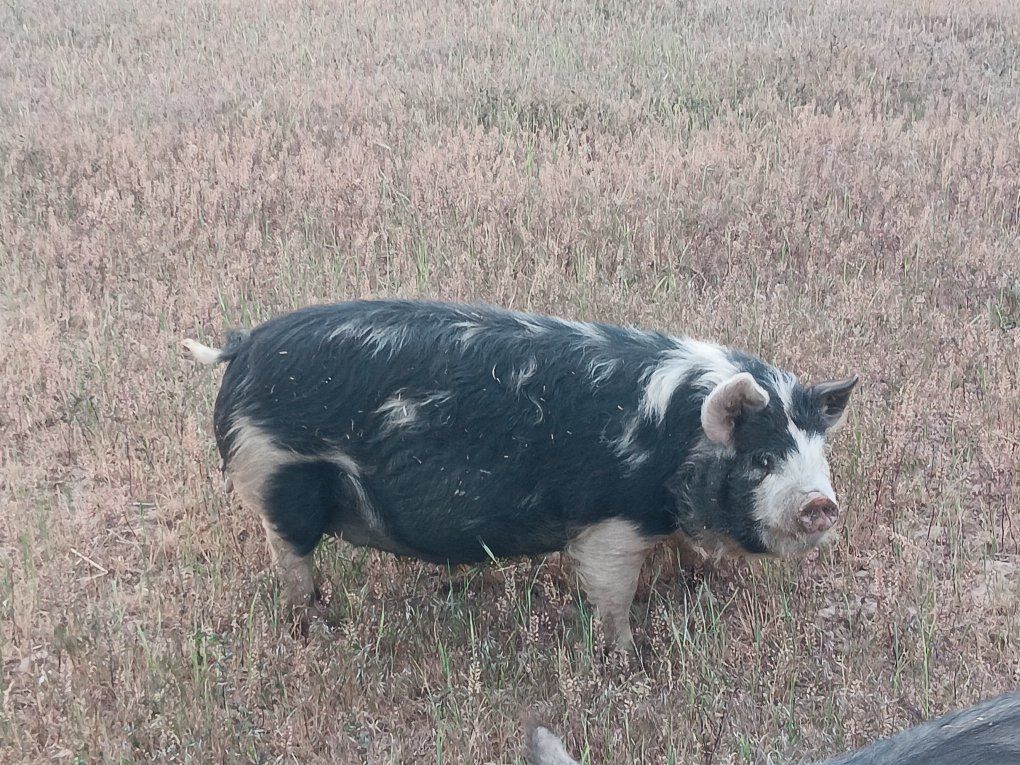 IPP sows - 7 months