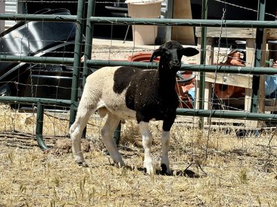 Dorper Ram