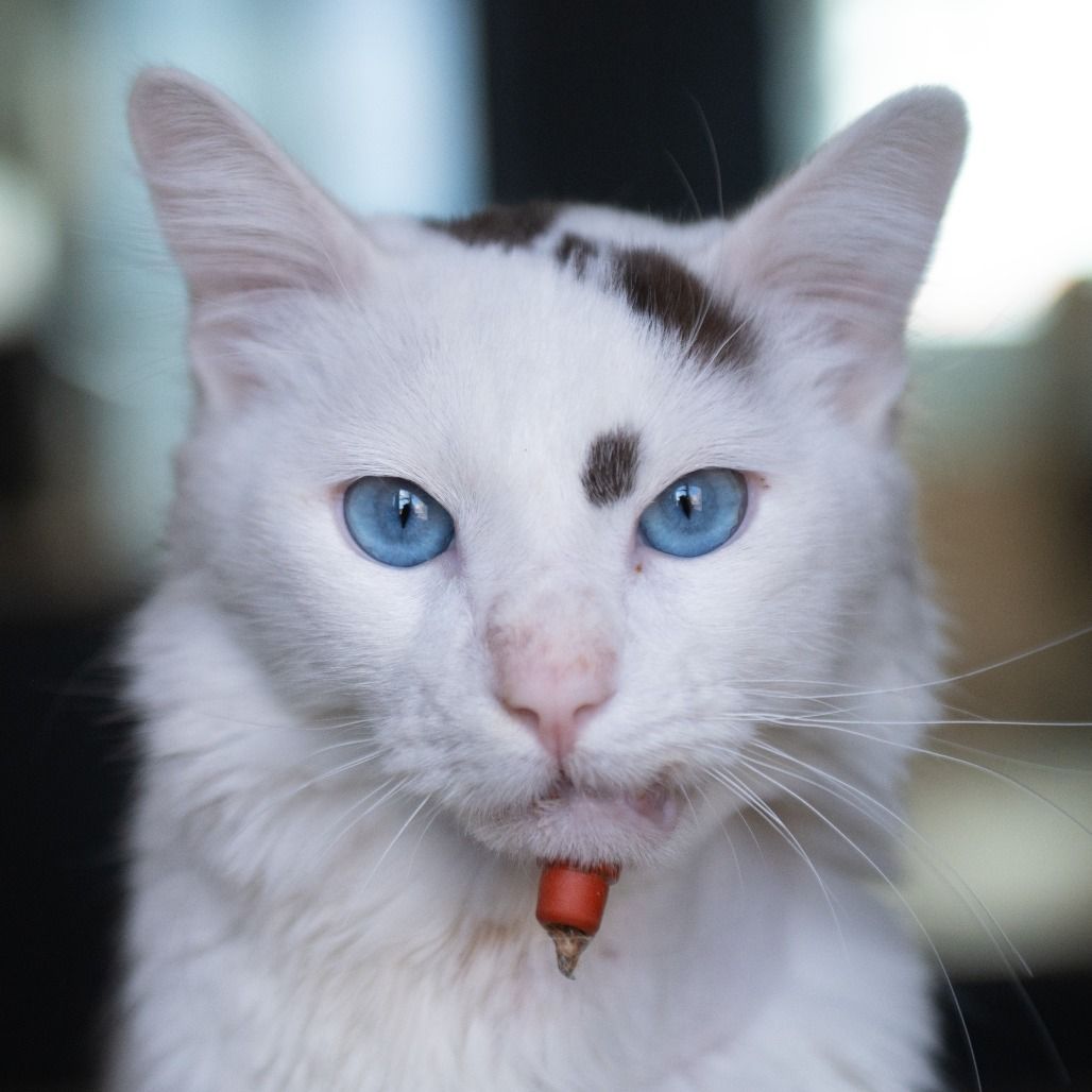 Hello my name is Kuzco