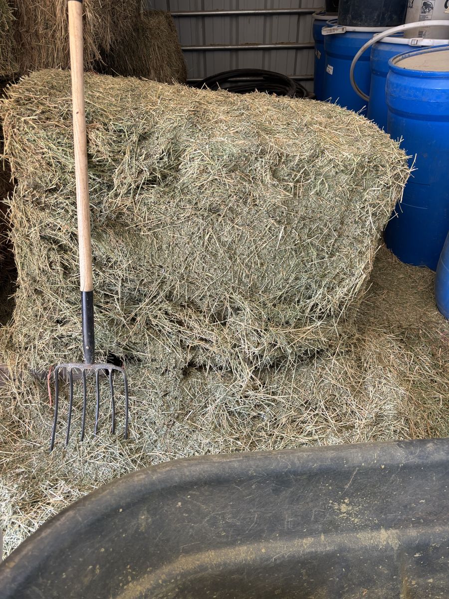 ALFALFA HAY