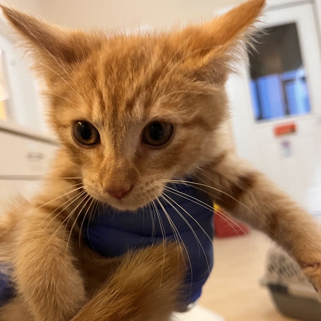 Hello my name is Crimson