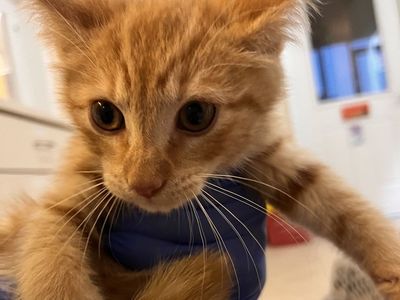 Hello my name is Crimson