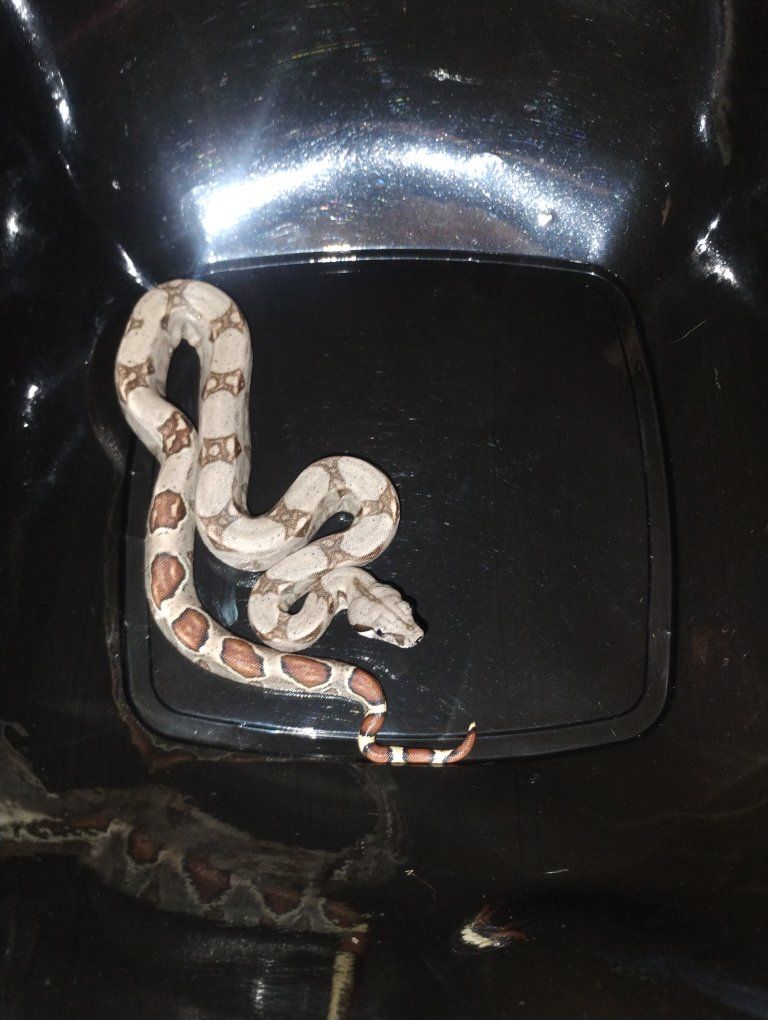 baby female jungle boa