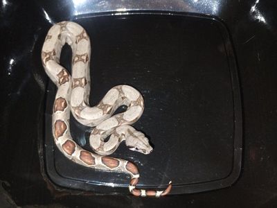 baby female jungle boa