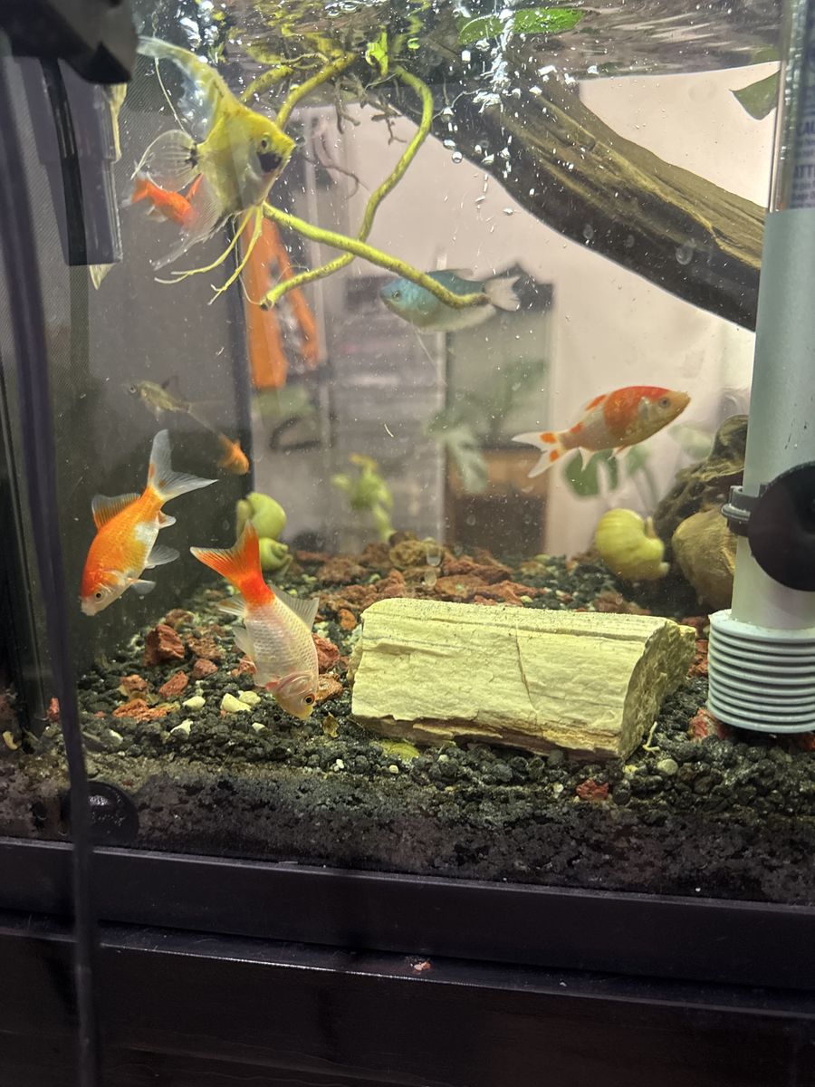 Goldfish