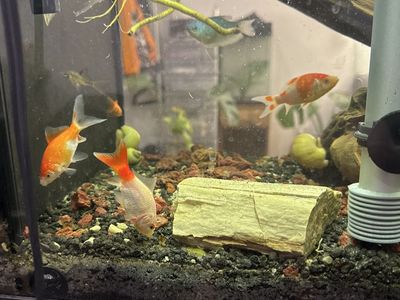 Goldfish