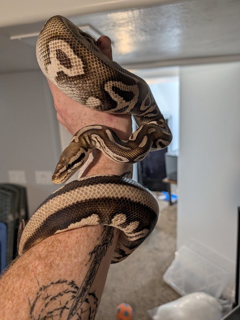 mojave leopard pastel (F) ball python