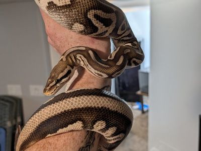 mojave leopard pastel (F) ball python