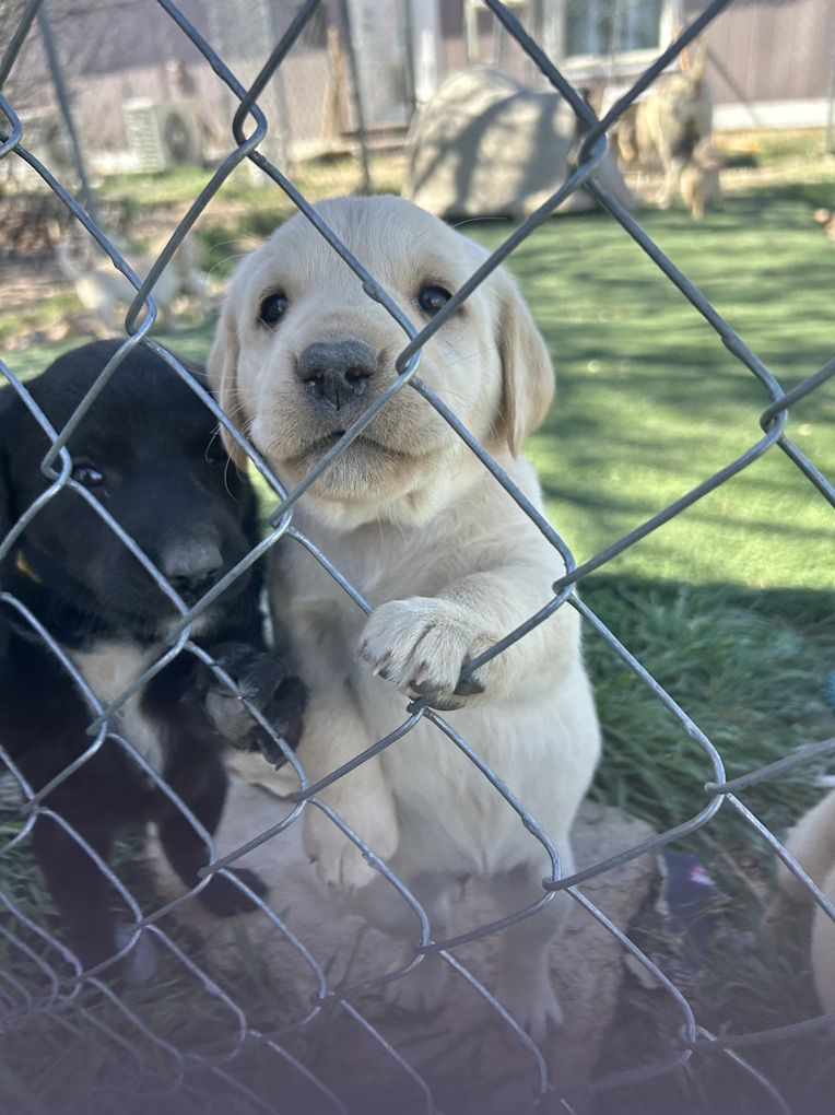 Golden Retriver/lab Mix Puppies