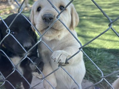Golden Retriver/lab Mix Puppies