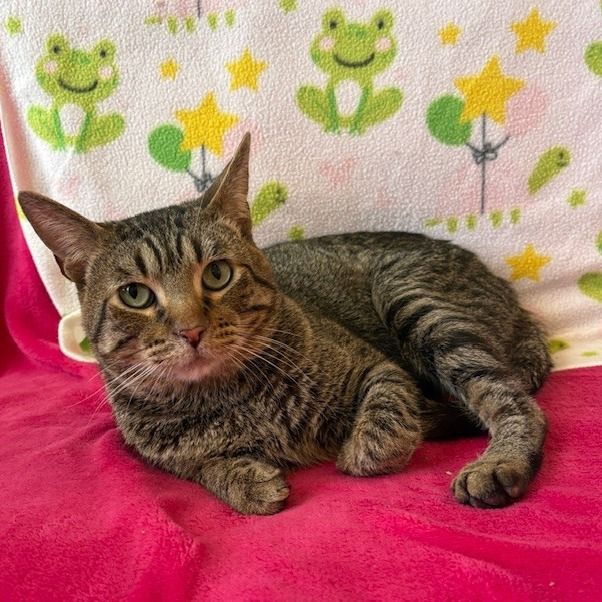 Hello my name is Sizzle