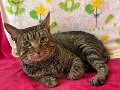 Hello my name is Sizzle