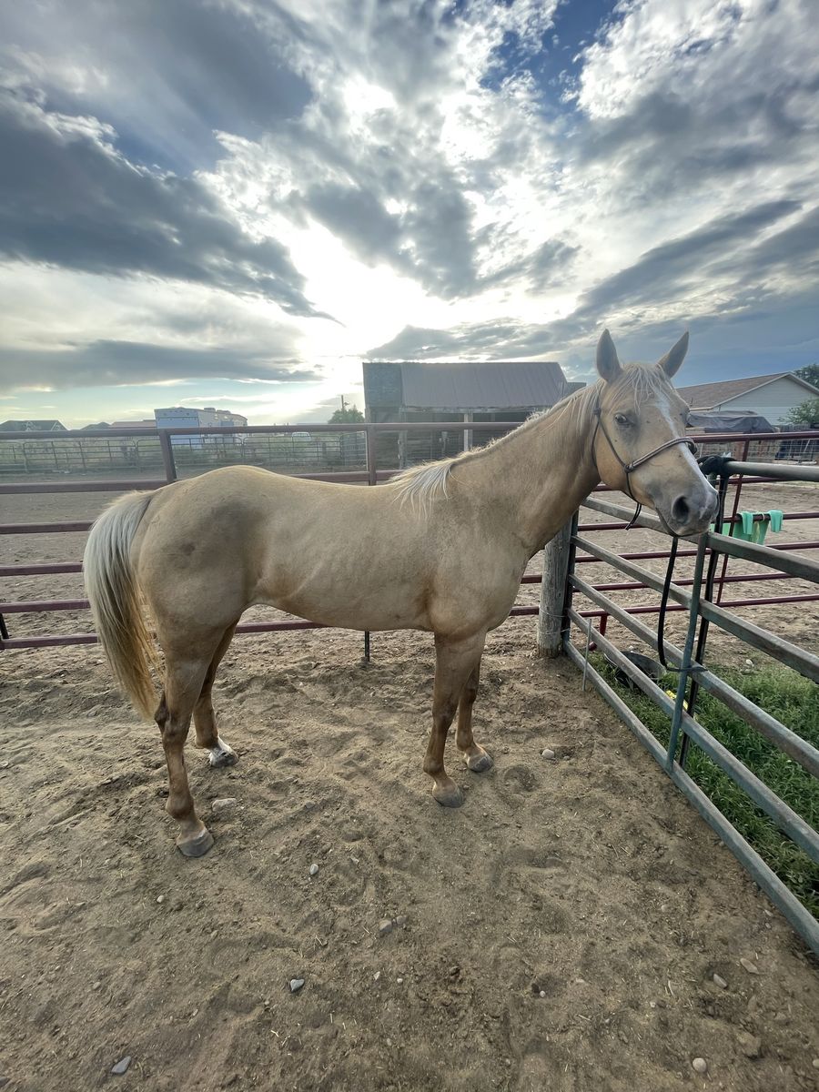 6 year old Grade mare 