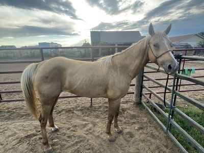 6 year old Grade mare