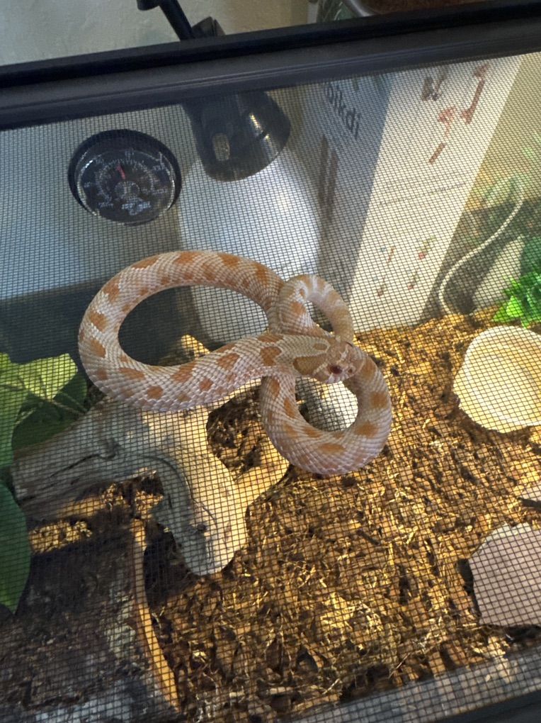 Albino Conda Hognose