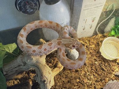 Albino Conda Hognose