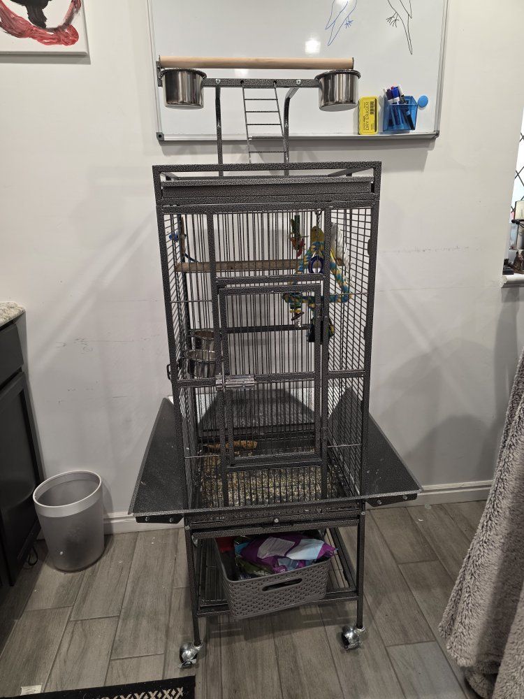 2 Budgees with cage & accessories