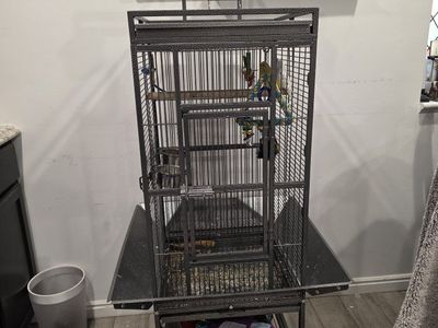 2 Budgees with cage & accessories