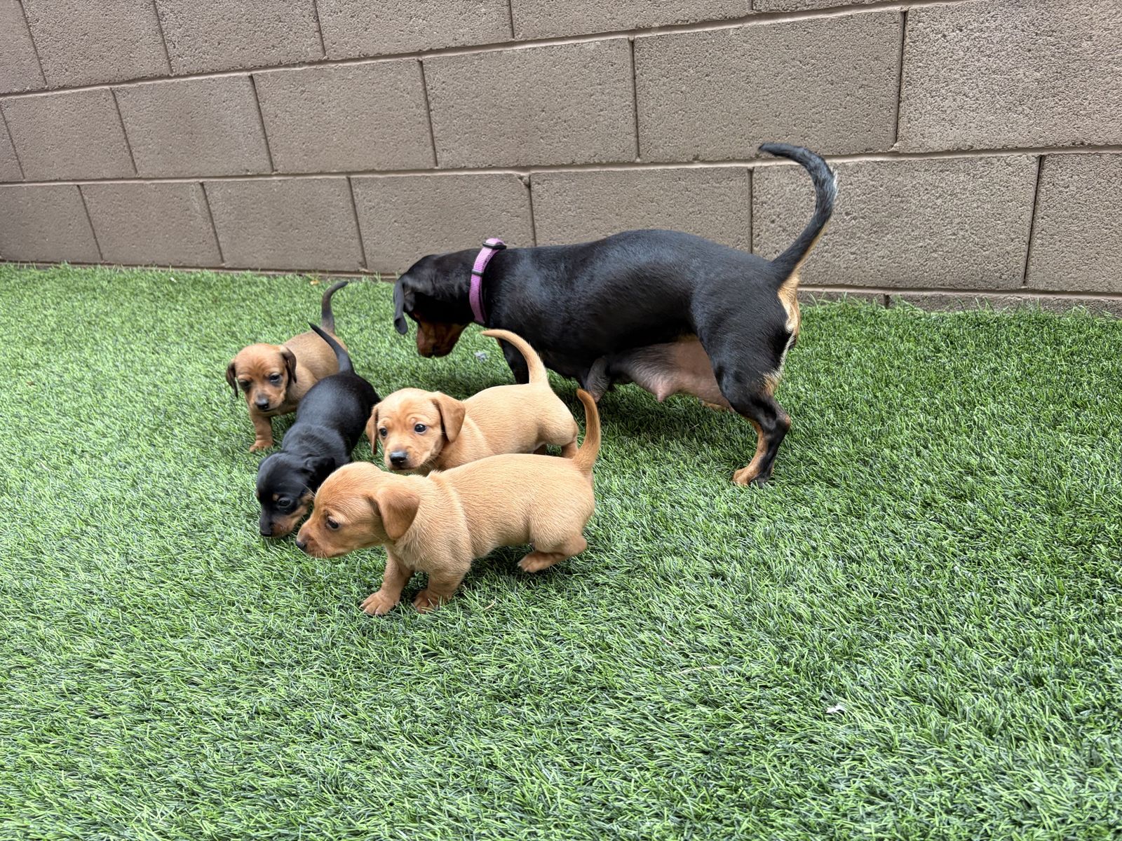 Mini Dachshund Puppies