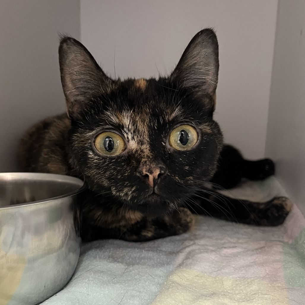 Hello my name is Hutton