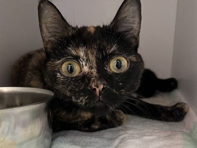 Hello my name is Hutton