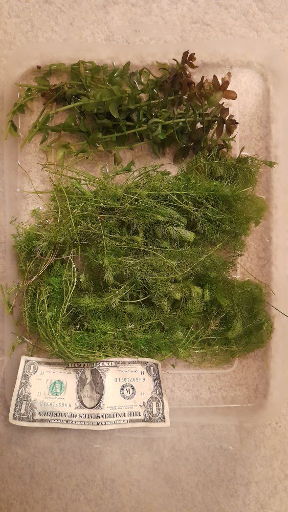 Freshwater Aquarium Live Plant Bundle - Bacopa Caroliniana and Myriophyllum Mattogrossense.