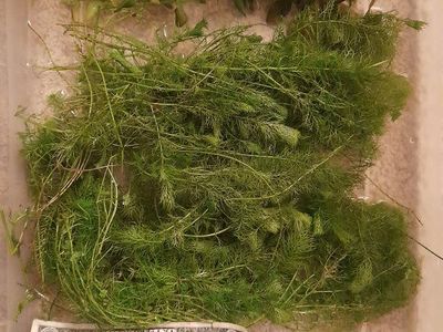 Freshwater Aquarium Live Plant Bundle - Bacopa Caroliniana and Myriophyllum Mattogrossense.