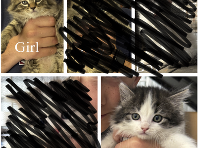 2 Beautiful Kittens