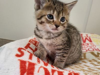 Hello my name is Enchilada