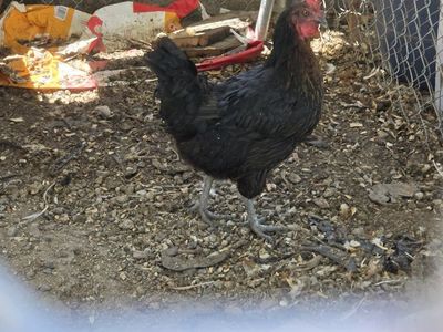 1 Black Star chicken