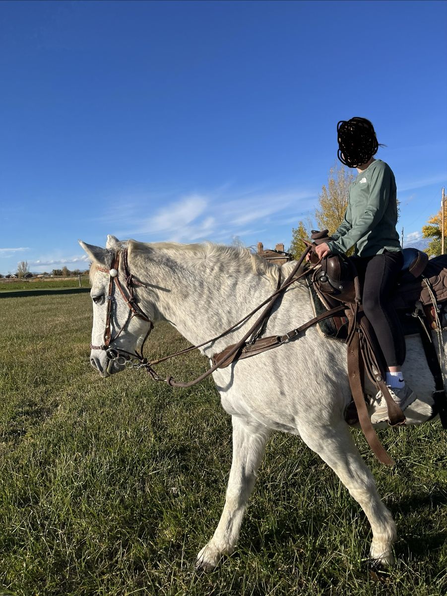 Grey Mare horse -  Youth-Friendly