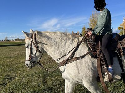 Grey Mare horse - Youth-Friendly