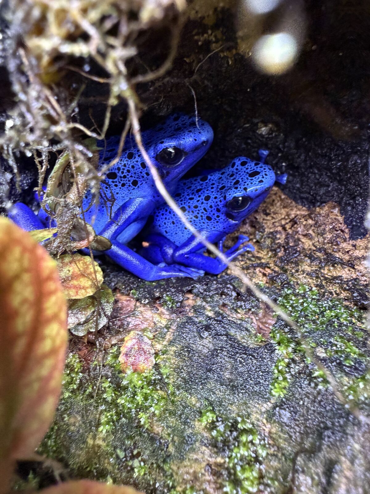 Dendrobates tinctorius 'Azureus' finespot patterns dart frogs