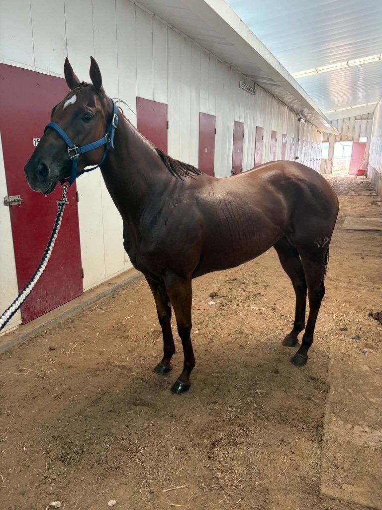 Eyesa Special Aria (WY) - 2021 Sorrel American Quarter Horse Mare